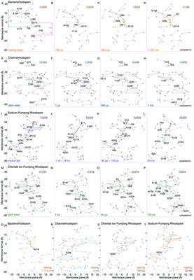 Graphs of protein-water hydrogen bond networks to dissect structural movies of ion-transfer microbial rhodopsins